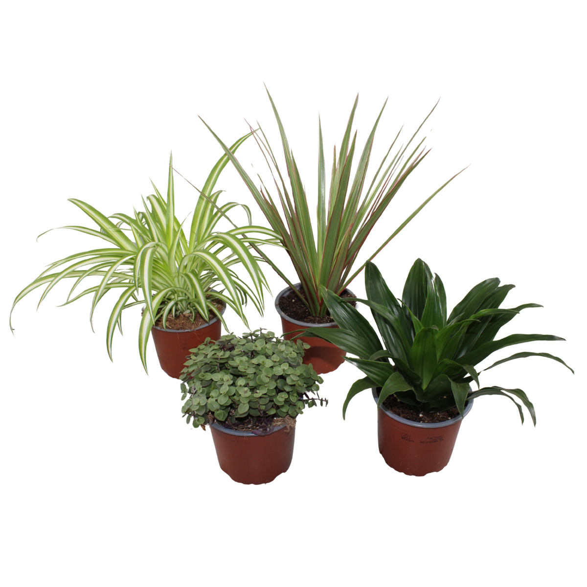Foliage houseplants mix 25cm 12cm Pot