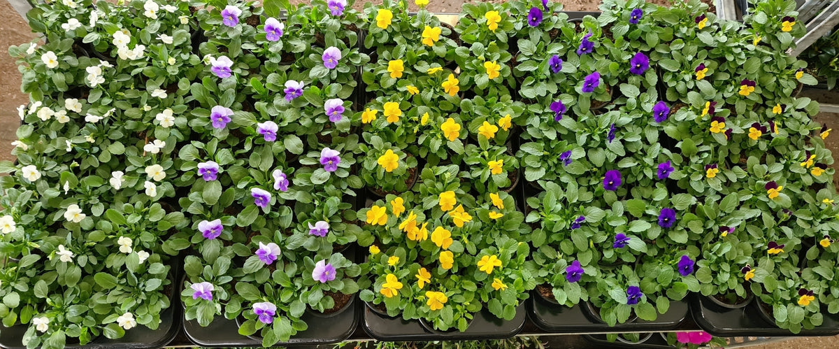 Viola cornuta 15cm 9cm Pot