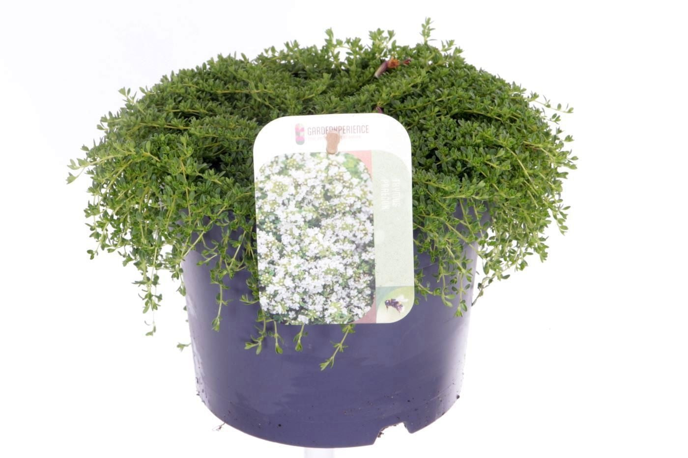 Noordpoel BV, Kw. de Thymus Albiflorus Pack of 6