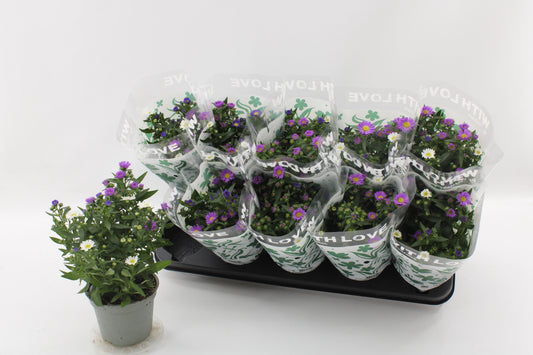 Aster novi-belgii 25cm 12cm Pot