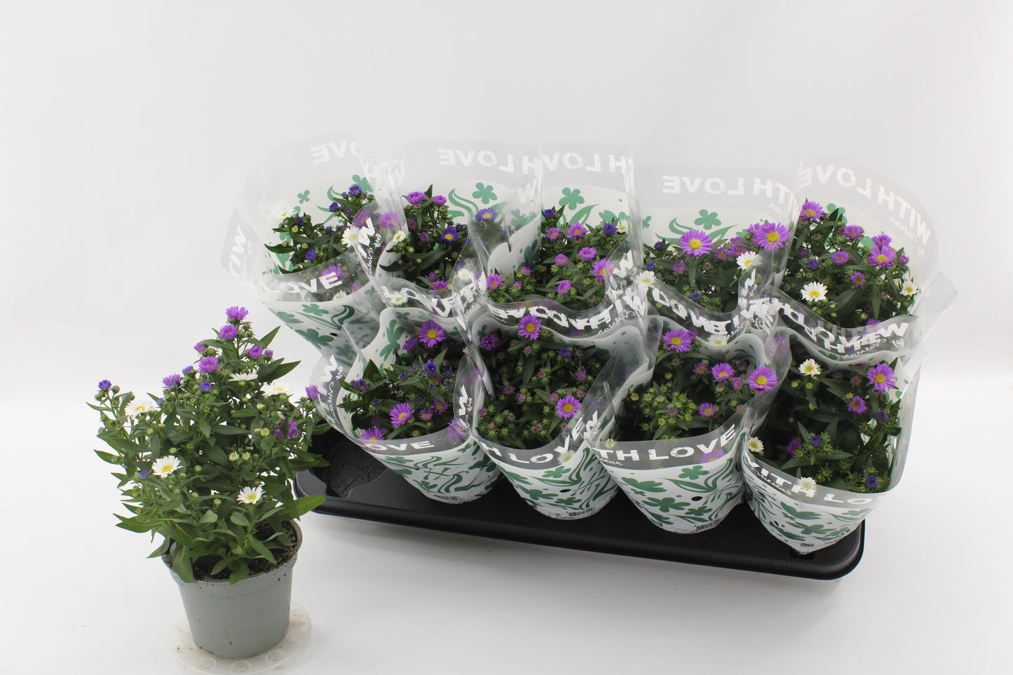 Valstar BV, Pl.kw. Aster nb. trio Pack of 10