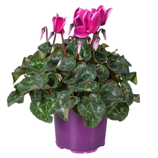Cyclamen Allure Fuji 25cm 12cm Pot