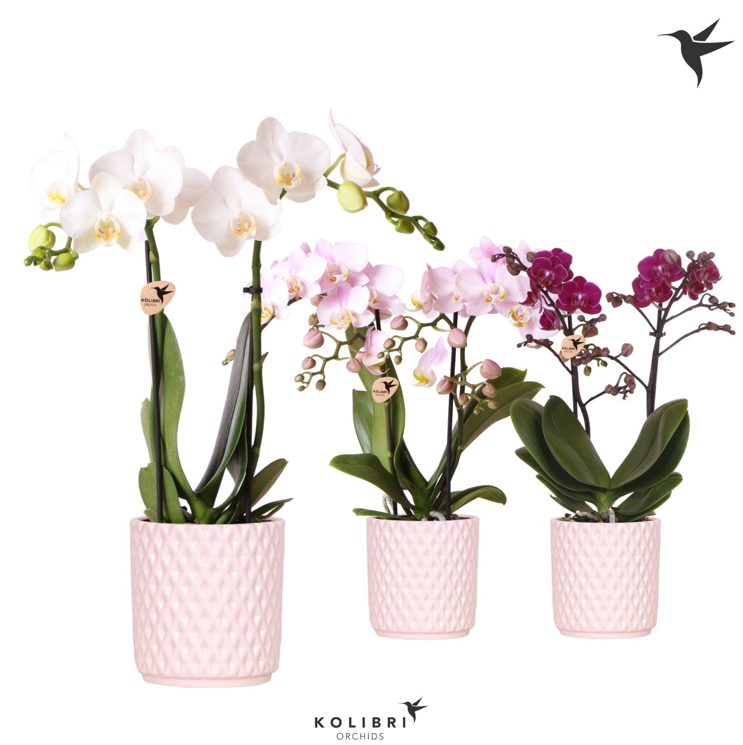 OK Plant Kolibri Orchids Phalaenopsis mix 2 spike in Diamond pot nude Pack of 8