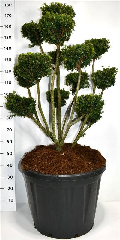 Taxus med. Farmen 180cm 60cm Pot