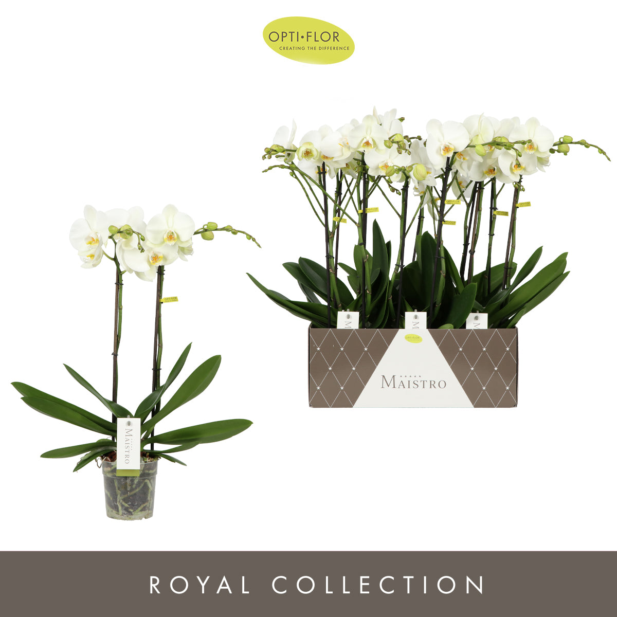 Opti-Flor Phalaenopsis Maistro Pack of 6