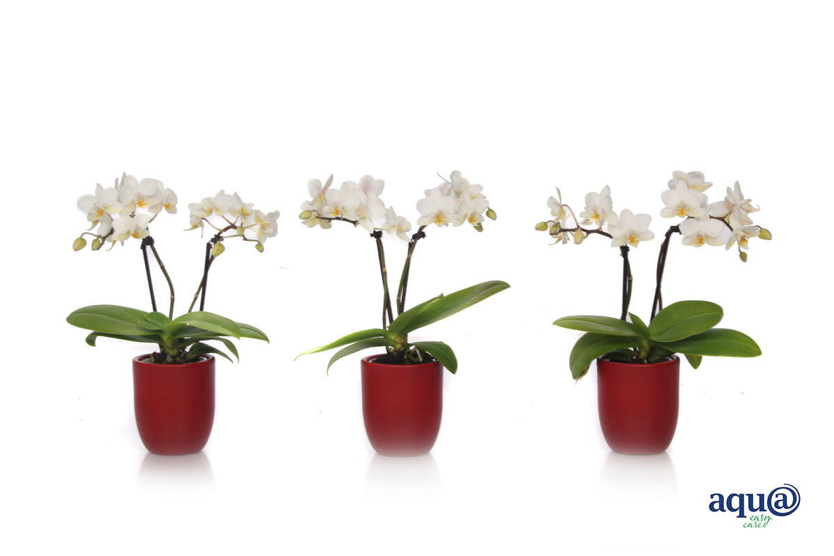 Phalaenopsis hybrid 17cm 6cm Pot