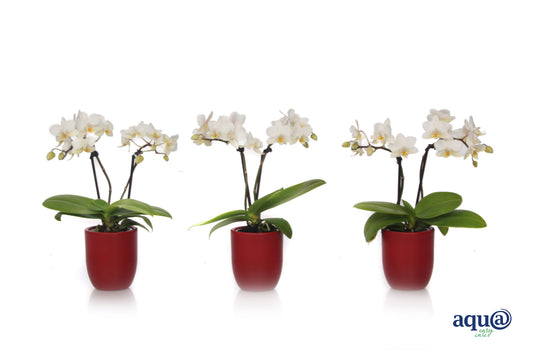 Phalaenopsis hybrid 17cm 6cm Pot