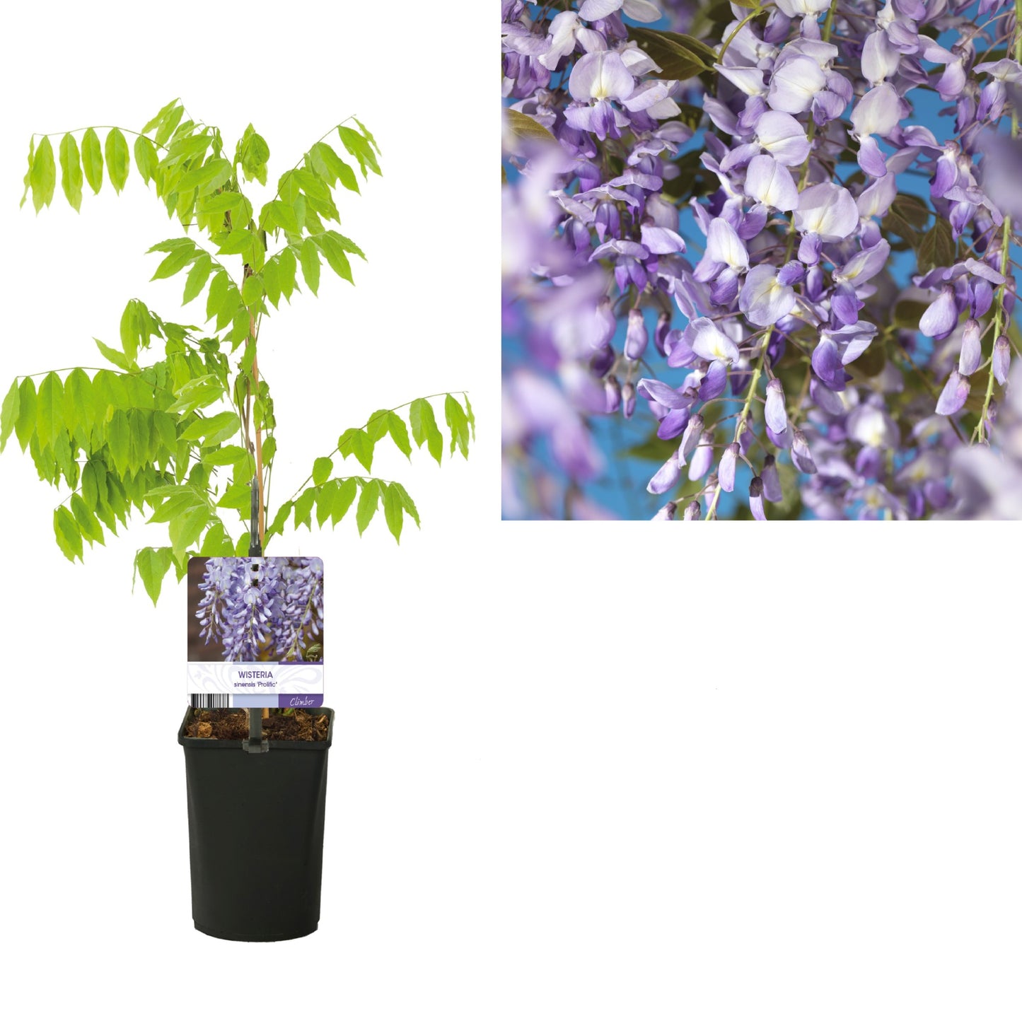 Wisteria Prolific 40cm 11cm Pot