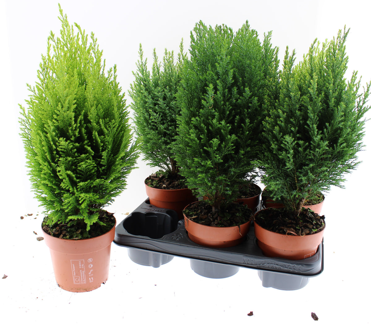 Conifer mix 45cm 13cm Pot