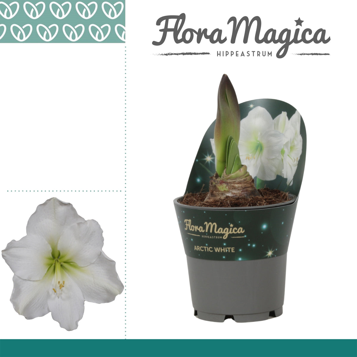 Hippeastrum 25cm 12cm Pot