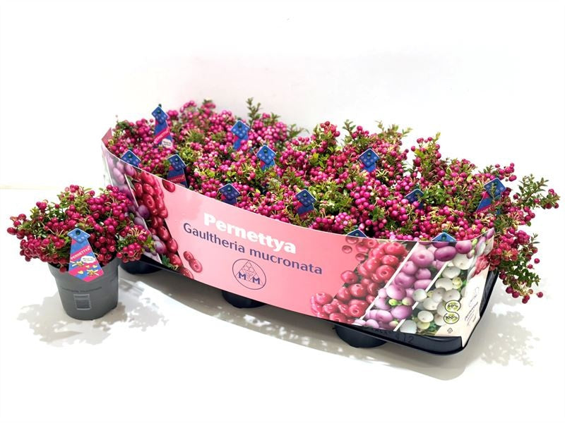 Gaultheria mucr. male 15cm 510cm Pot