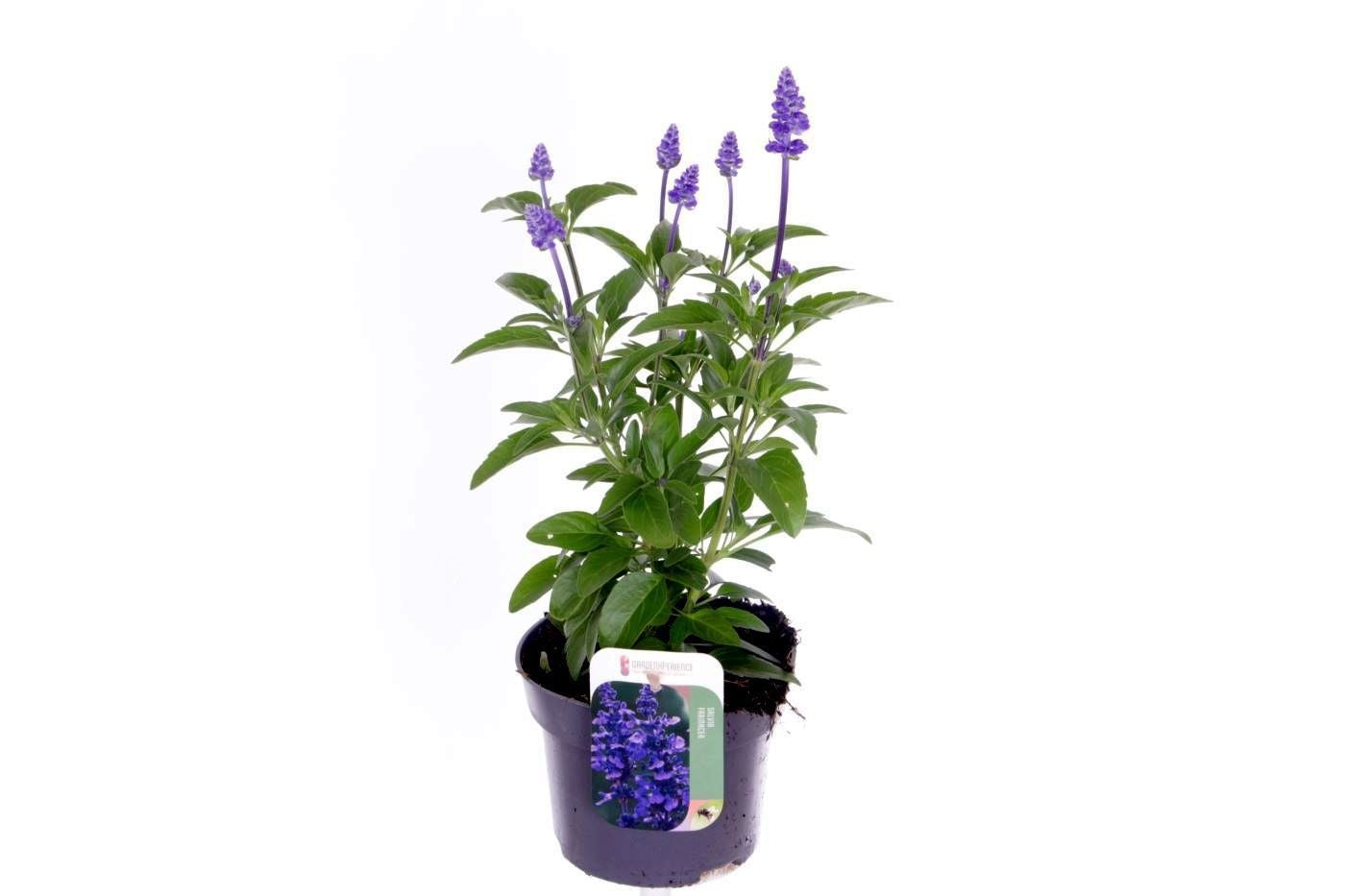Salvia farinacea 35cm 13cm Pot