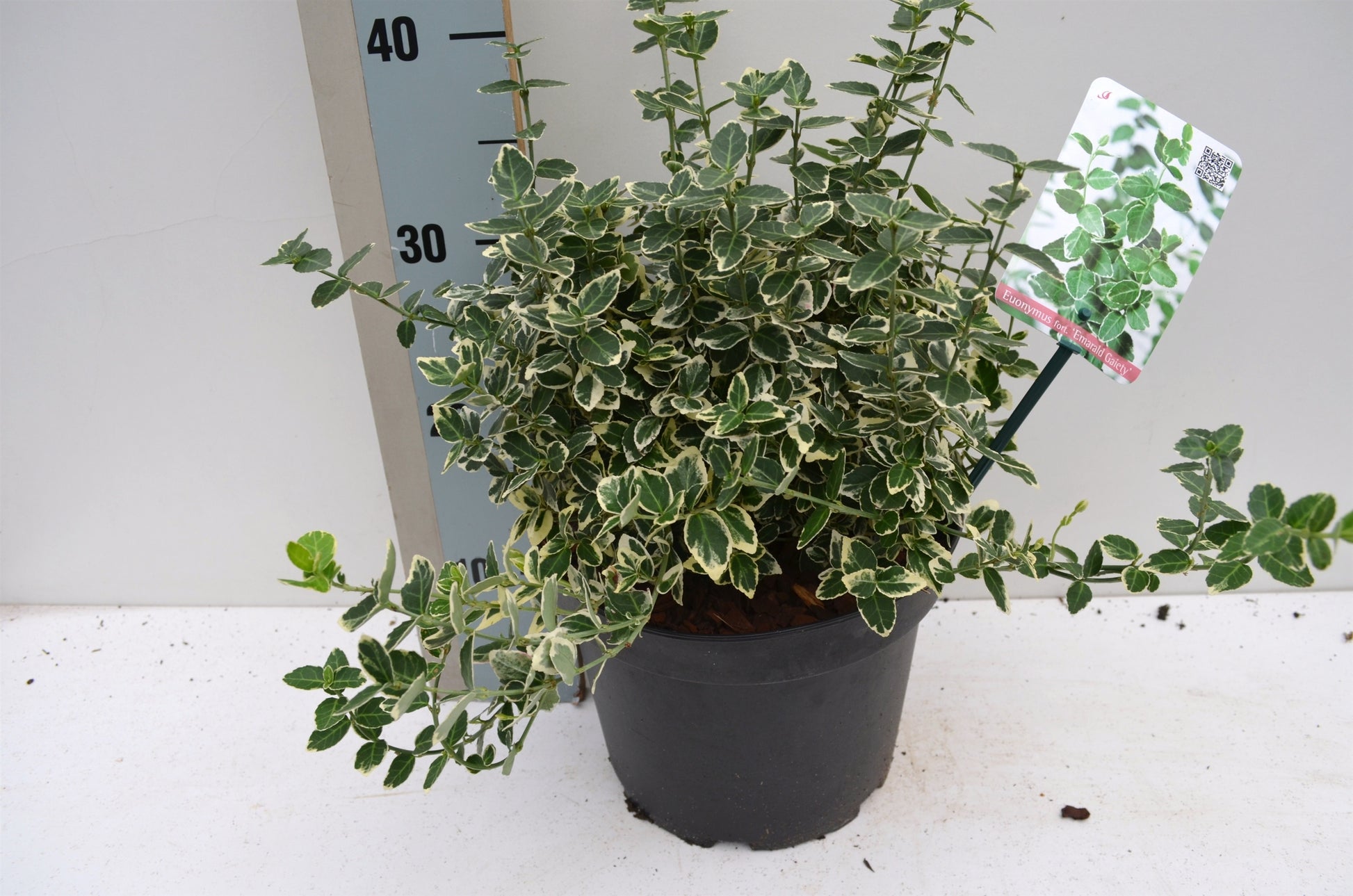 Euonymus Emerald Gaiety 30cm 23cm Pot