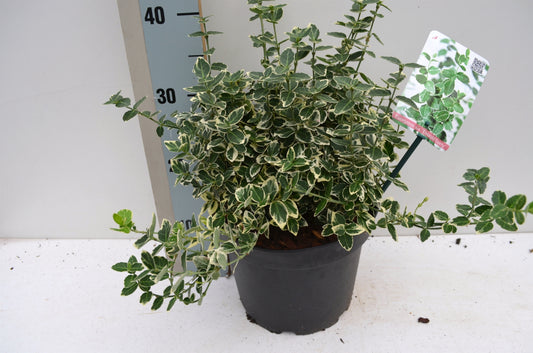 Euonymus Emerald Gaiety 30cm 23cm Pot
