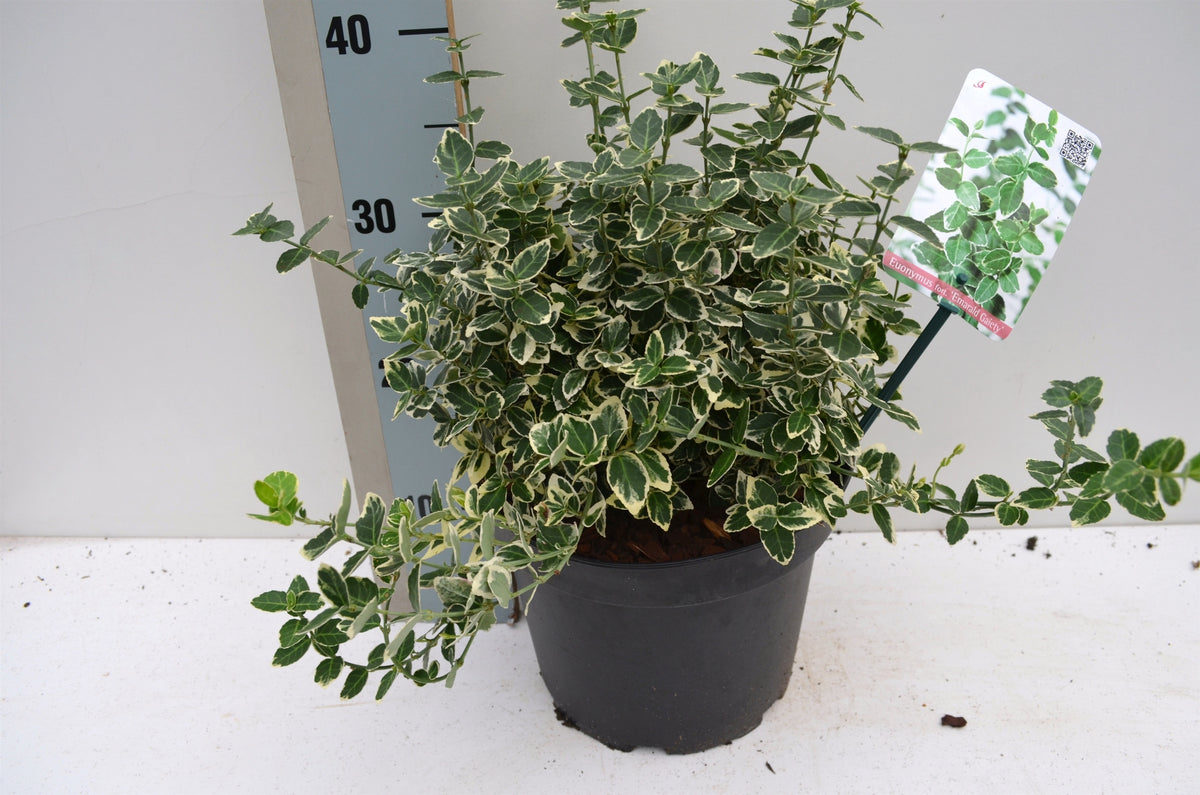 Euonymus Emerald Gaiety 30cm 23cm Pot