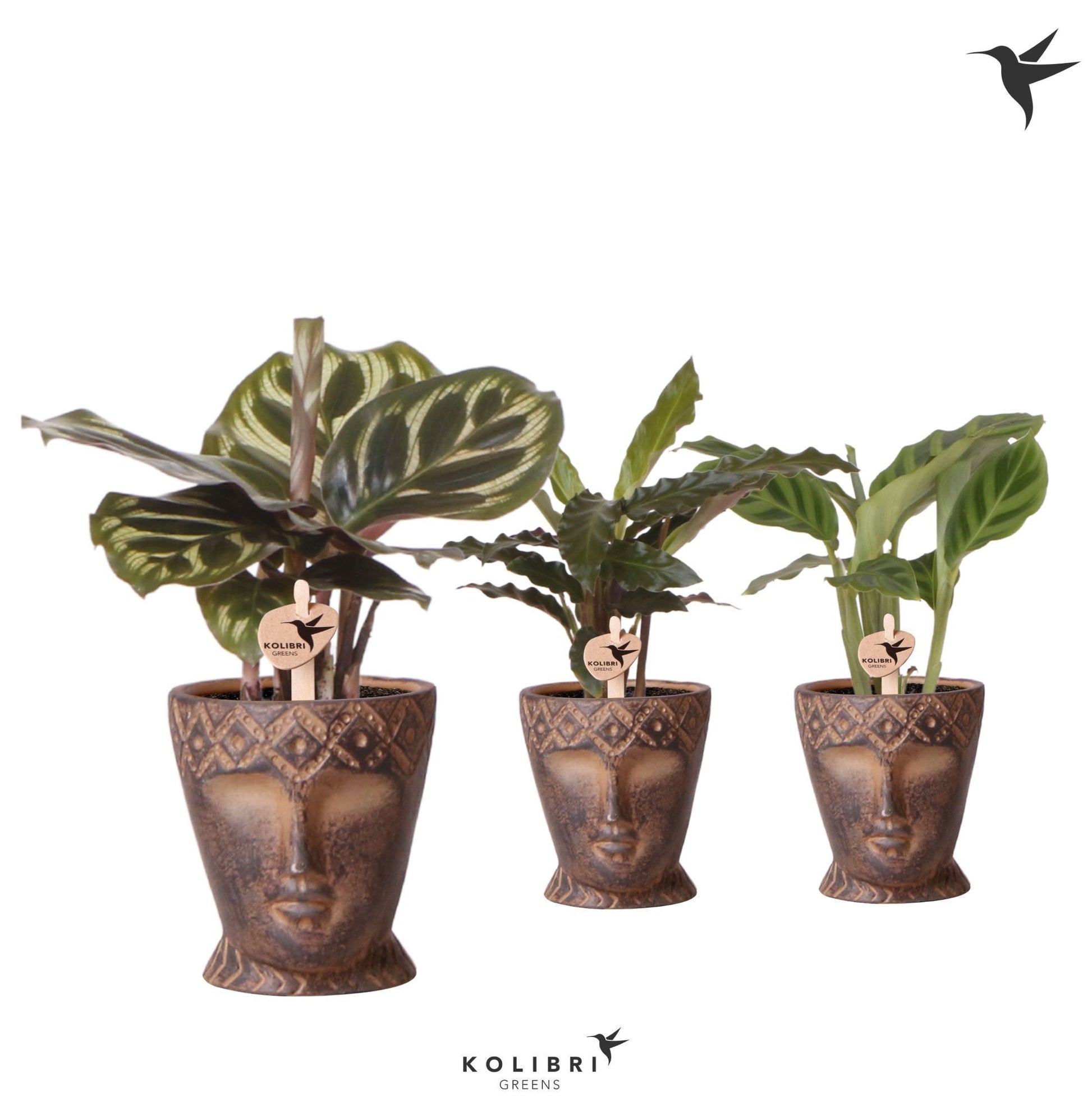 Calathea mix 20cm 6cm Pot