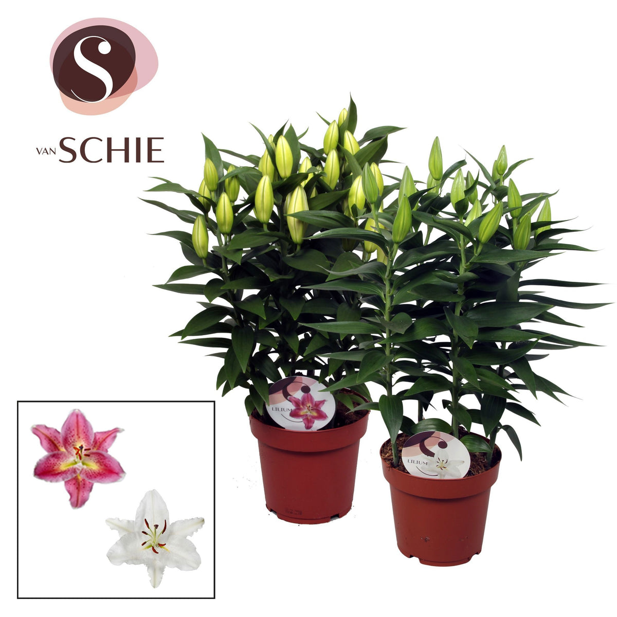 Lilium oriental mix 45cm 19cm Pot