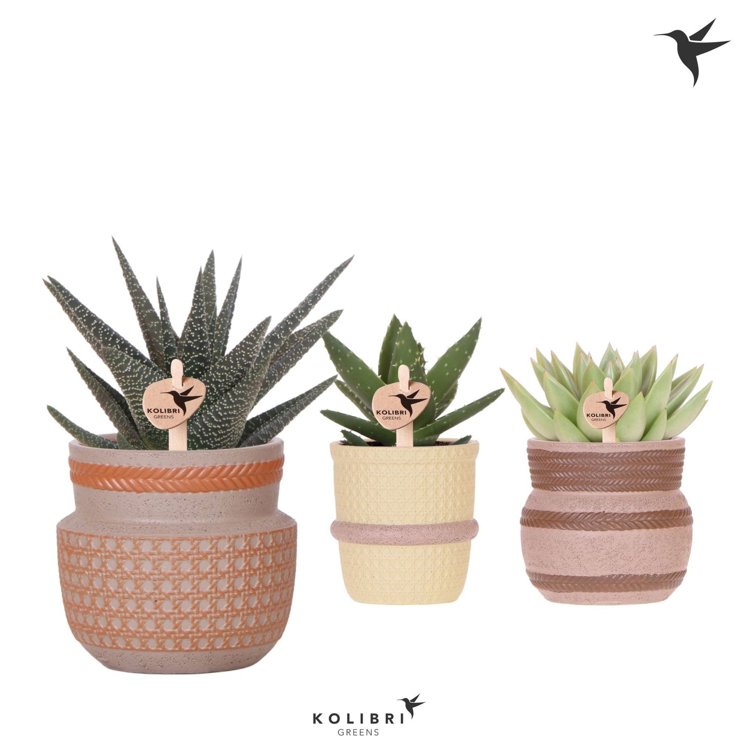 Succulent mix 20cm 9cm Pot