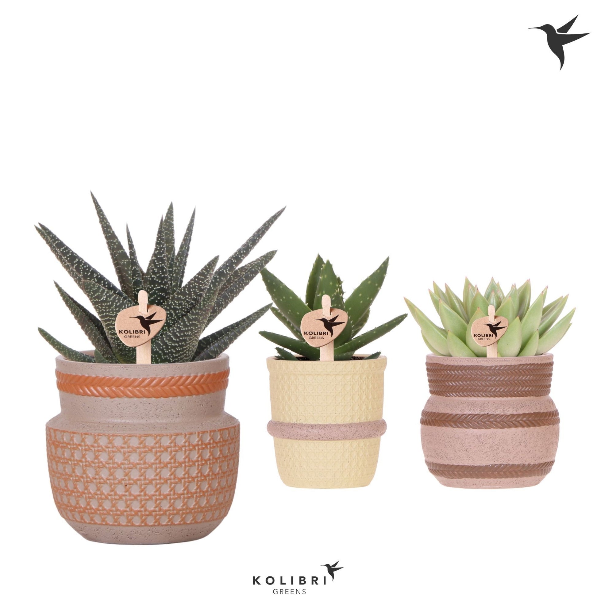 Succulent mix 20cm 9cm Pot