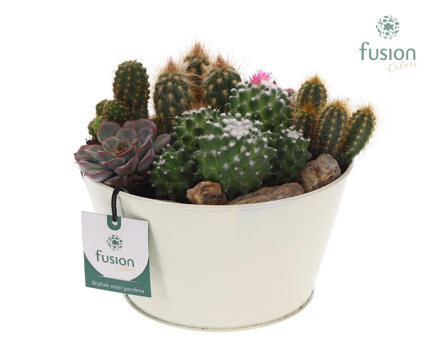 Fusioncolors BV Zinken schaal met diverse kleuren beplant met cactussen en succulenten 6pp Pack of 4