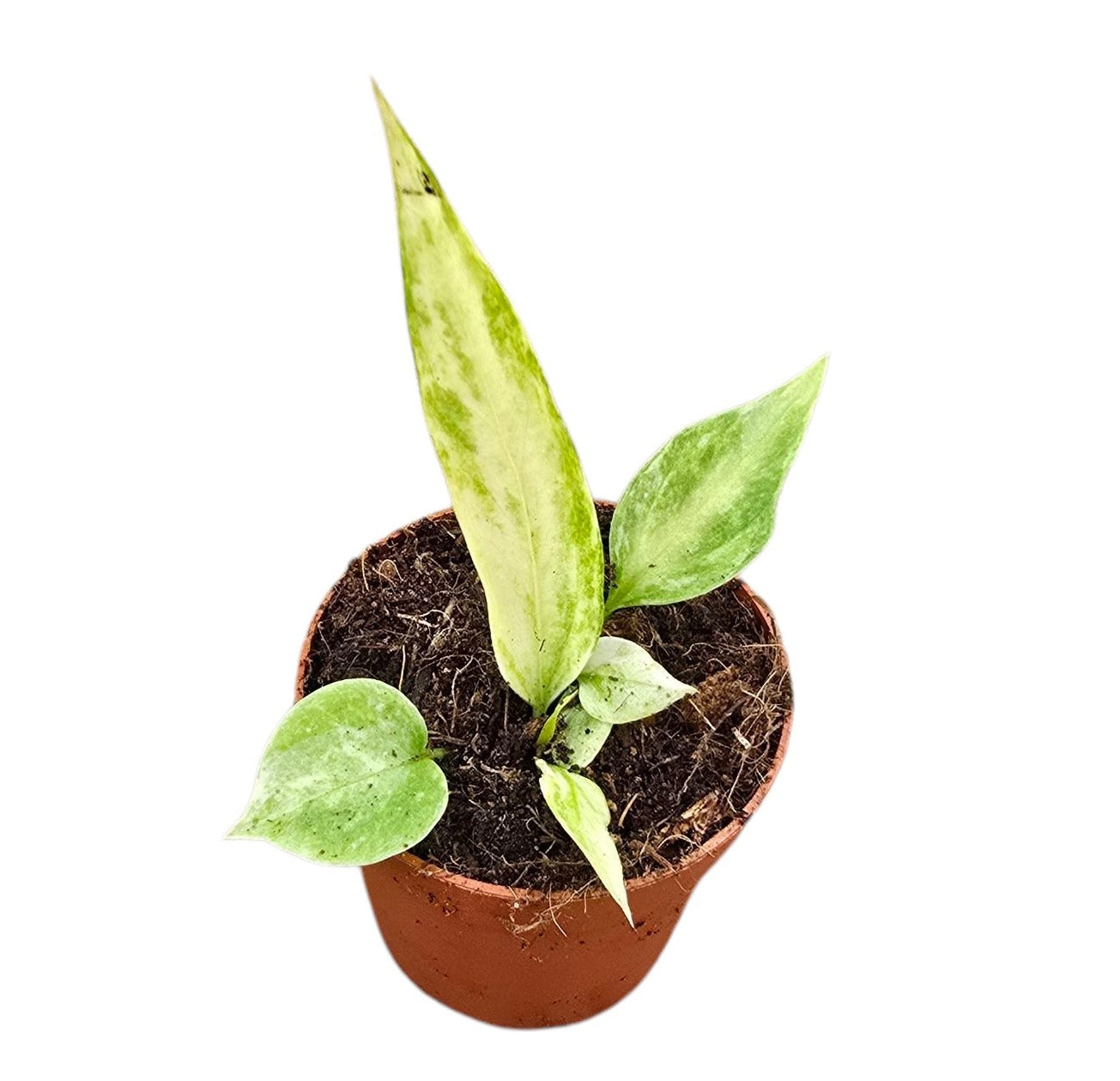 Anthurium andraeanum 10cm 7cm Pot