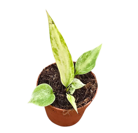 Anthurium andraeanum 10cm 7cm Pot