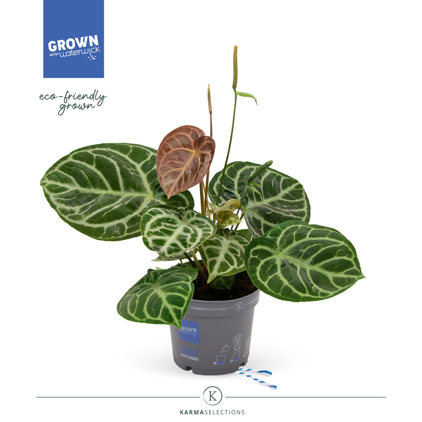 Anthurium crys. karma Crystal 40cm 17cm Pot