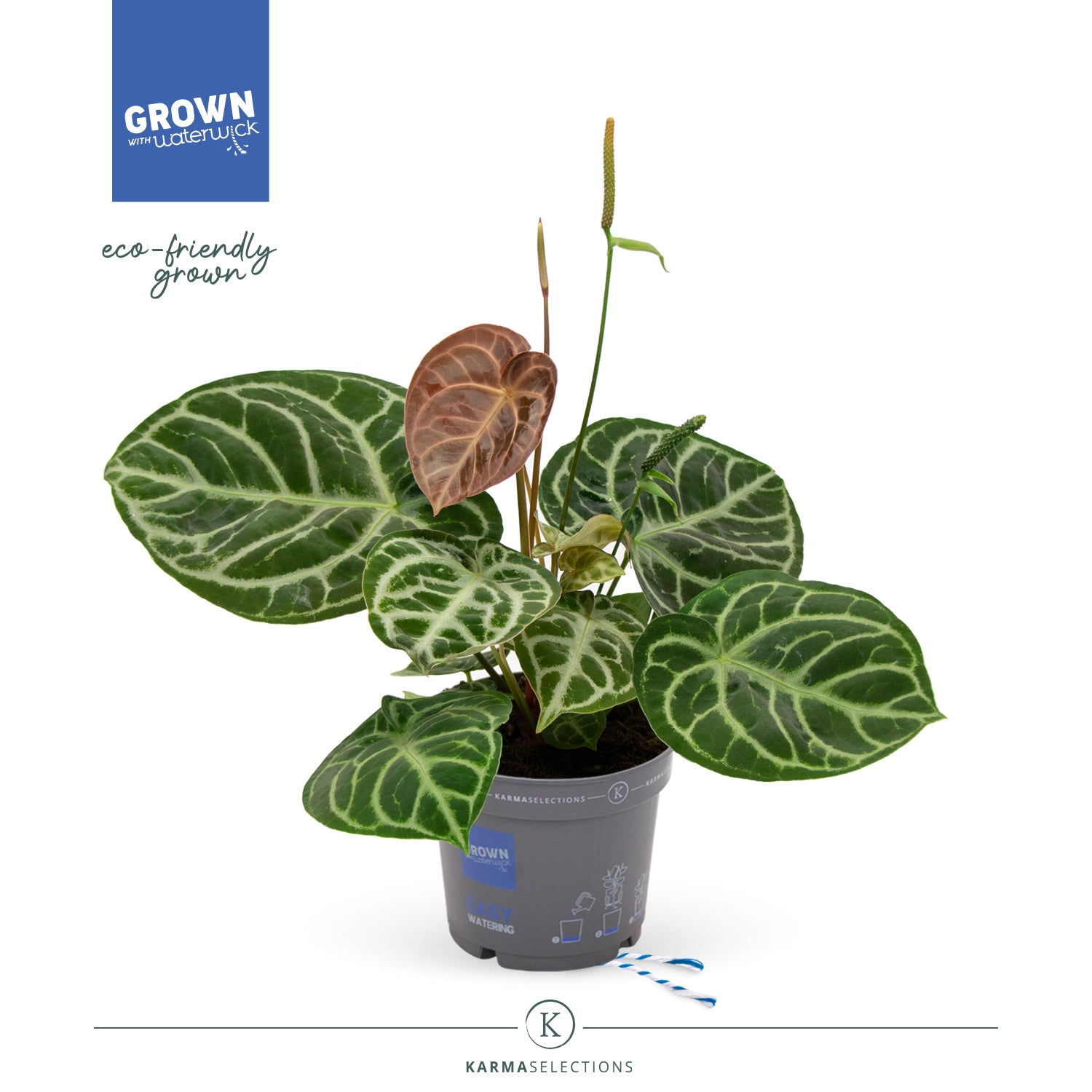 Anthurium crys. karma Crystal 40cm 17cm Pot