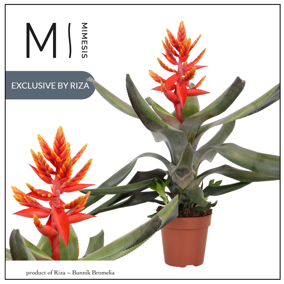 Aechmea Pepita Elegant Flames 45cm 12cm Pot