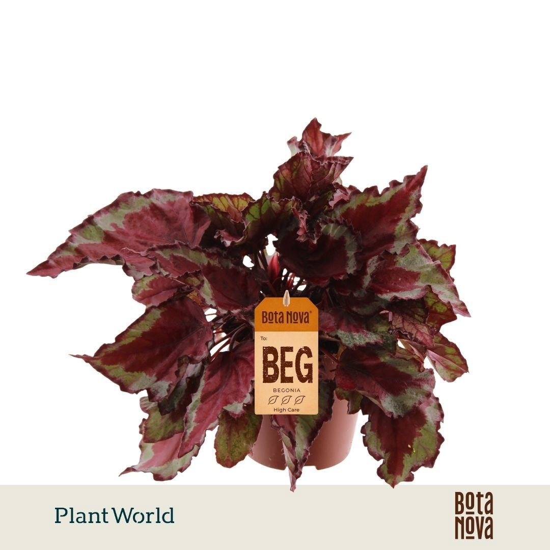 Begonia Magic Colours Spitfire 25cm 12cm Pot