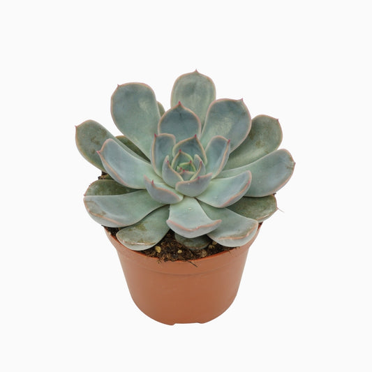 Echeveria Orion 10cm 8.5cm Pot