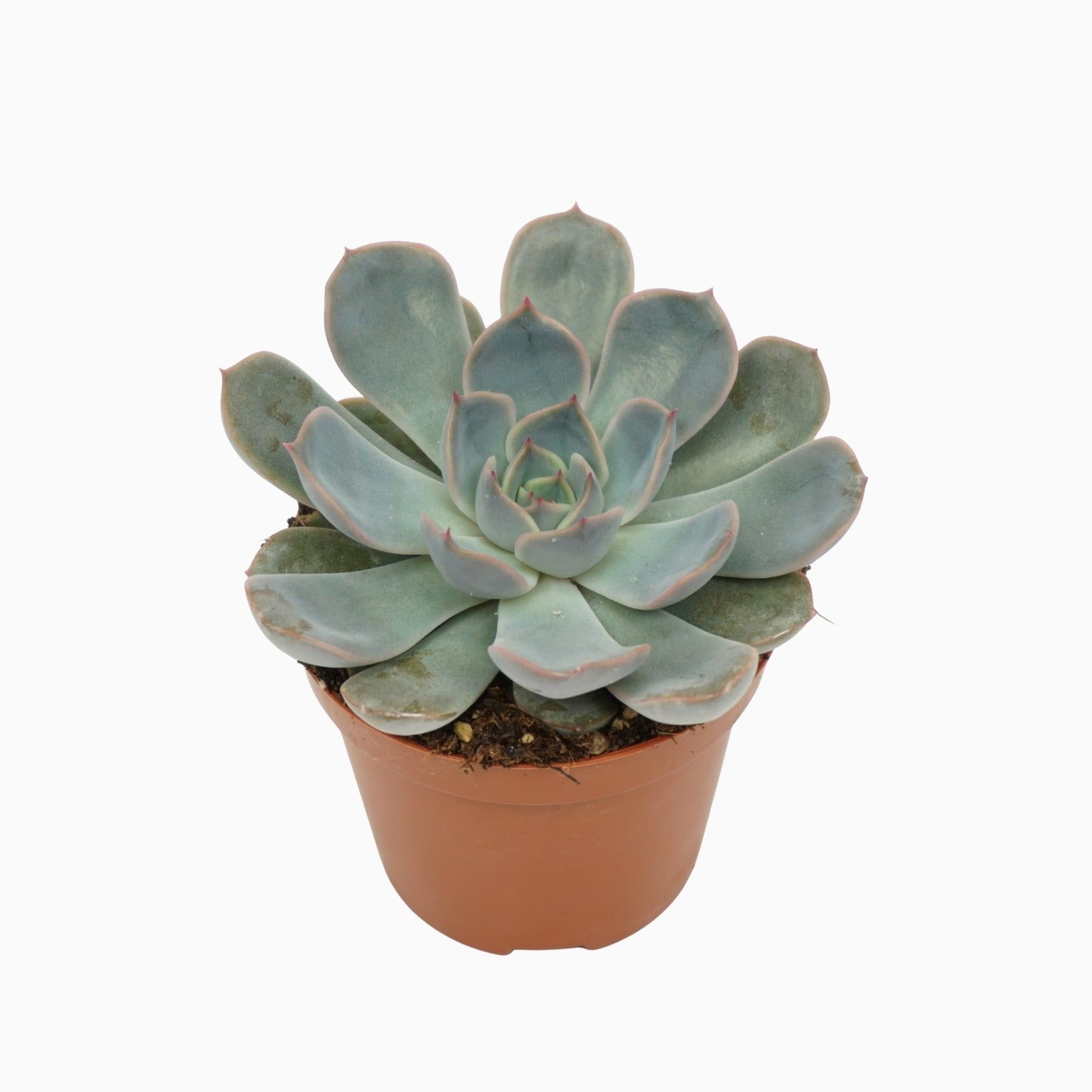 Echeveria Orion 10cm 8.5cm Pot