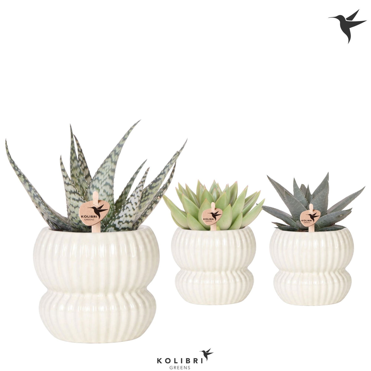 Succulent mix 22cm 9cm Pot