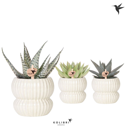 Succulent mix 22cm 9cm Pot