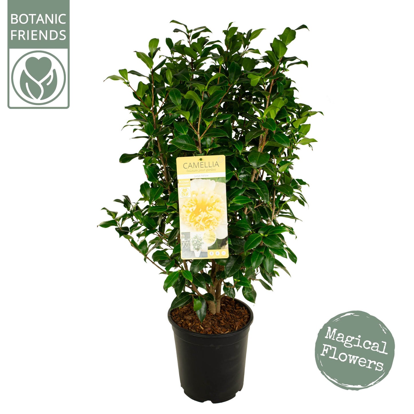 Camellia Jury's Yellow 105cm 29cm Pot
