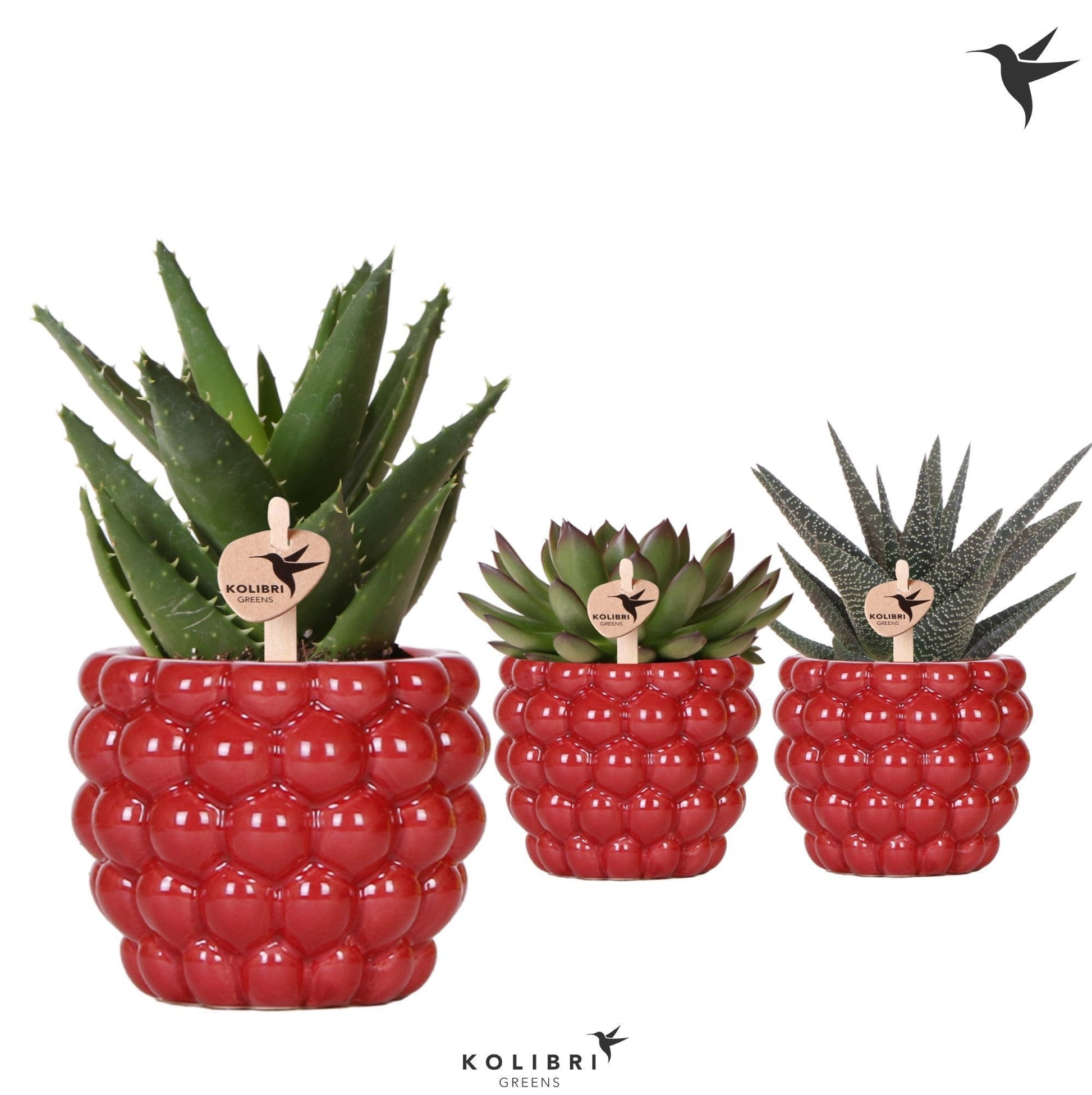 Succulent mix 20cm 9cm Pot