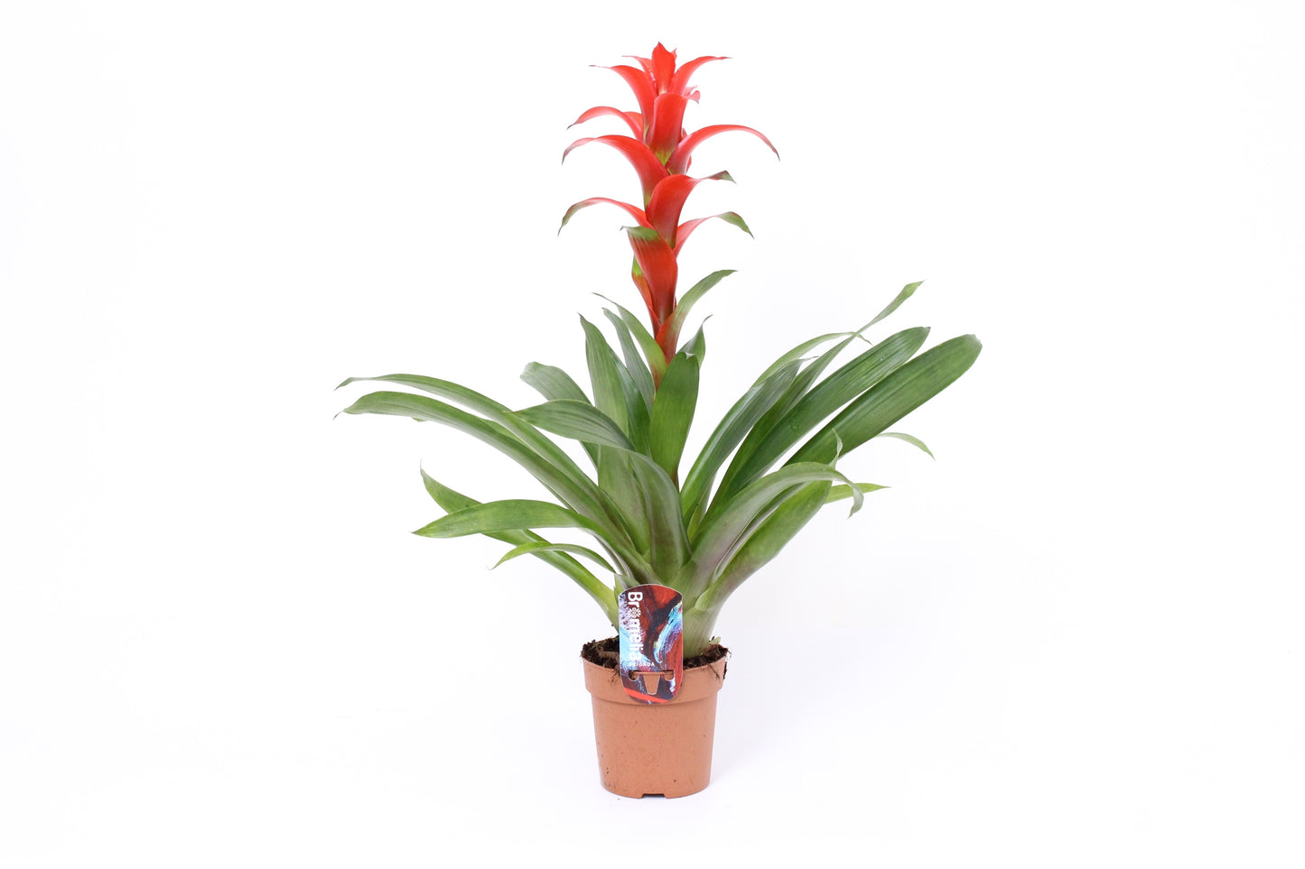 Randstad Bromelia's Guzmania Ostara Pack of 18