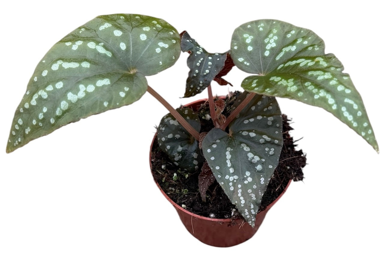 Begonia Cottage Bright Red 12cm 8cm Pot