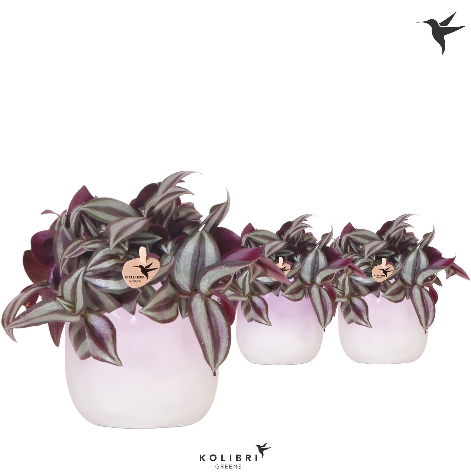 Tradescantia Violet Hill 17cm 9cm Pot