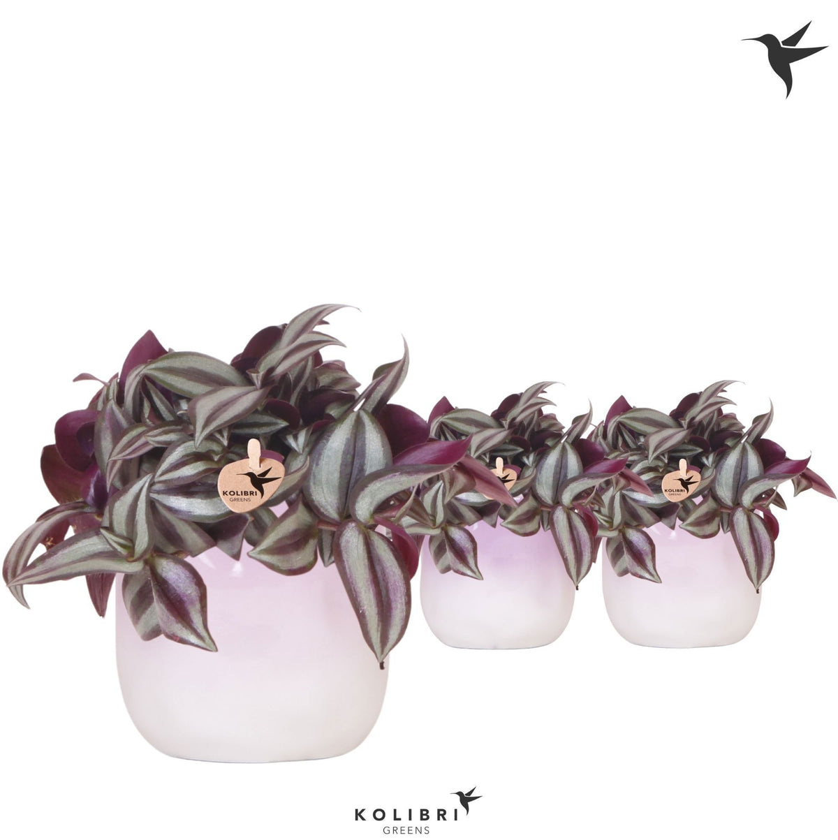 Tradescantia Violet Hill (+ drp.ceramic) 17cm 9cm Pot