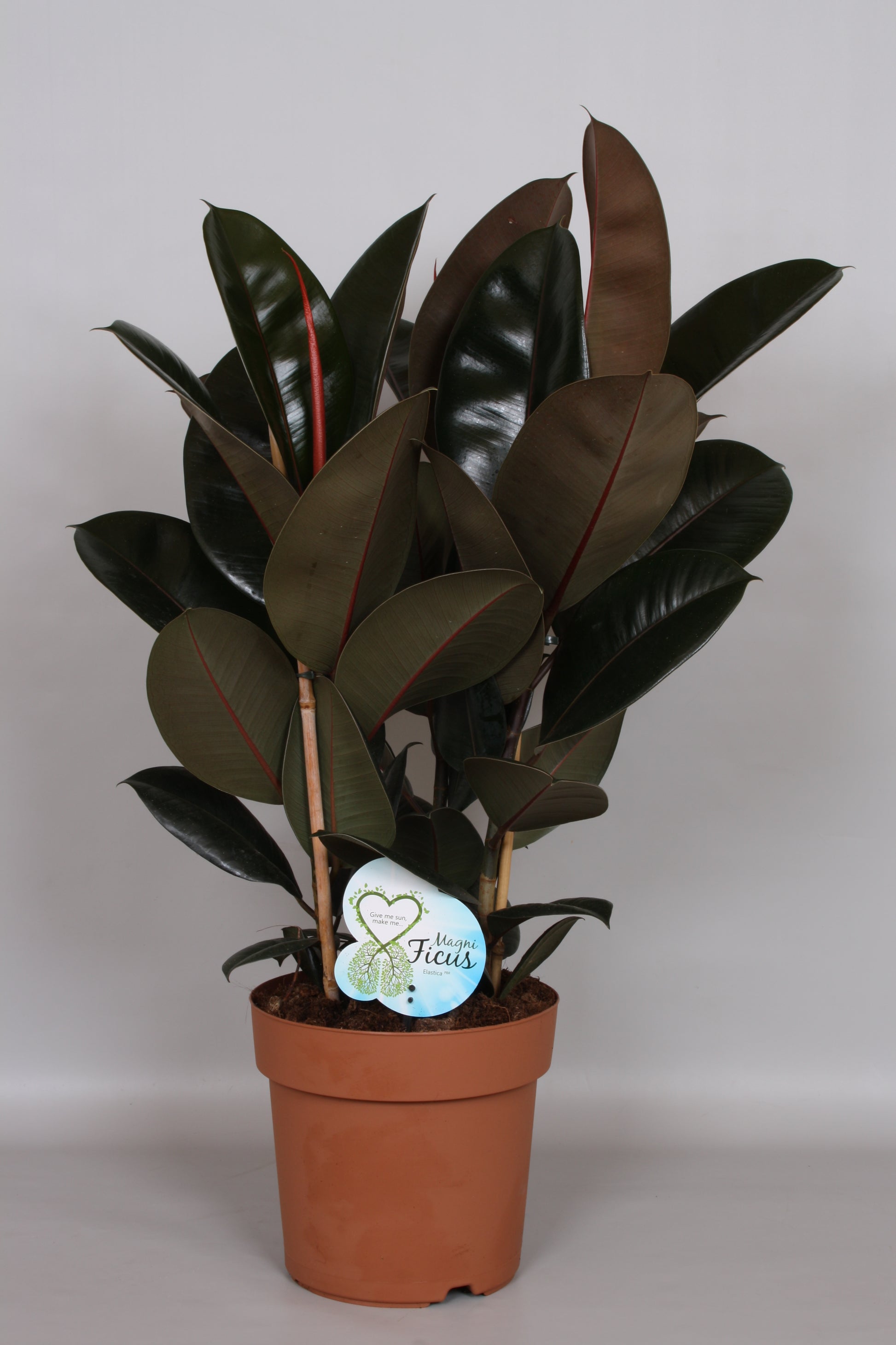Ficus Abidjan 75cm 24cm Pot