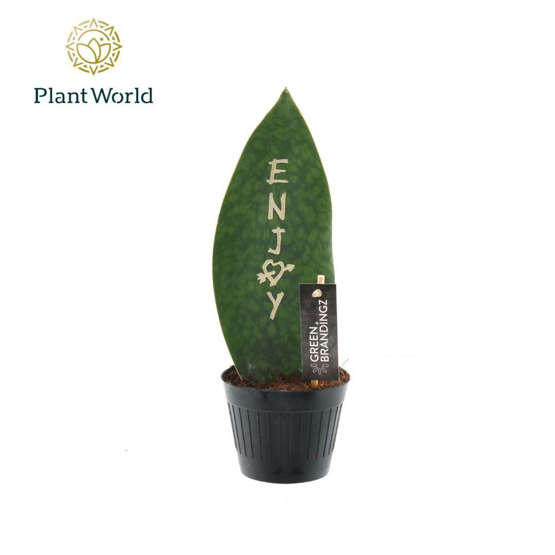 Plantworld ArendTropical Sansevieria Green Brandingz Enjoy Pack of 11