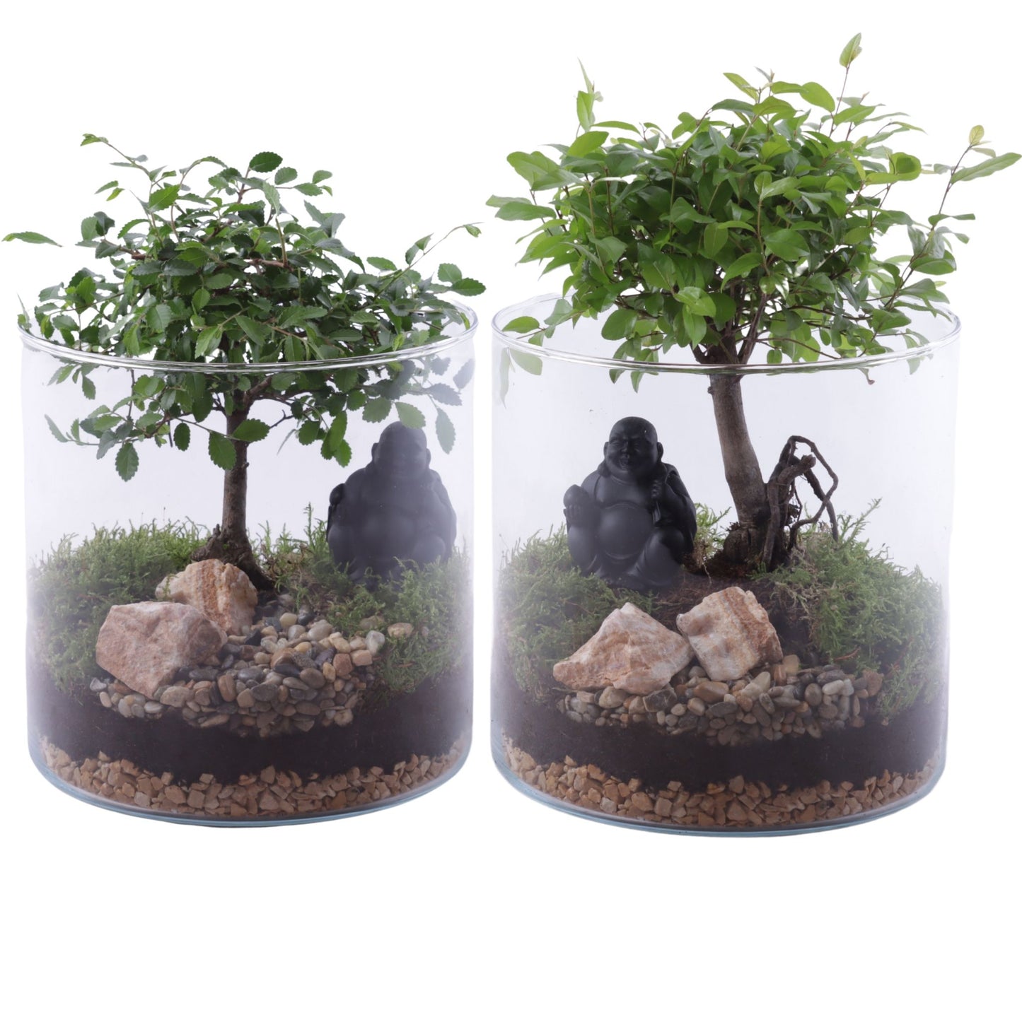 Bonsai mix 25cm 19cm Pot