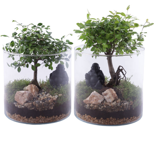 Bonsai mix 25cm 19cm Pot