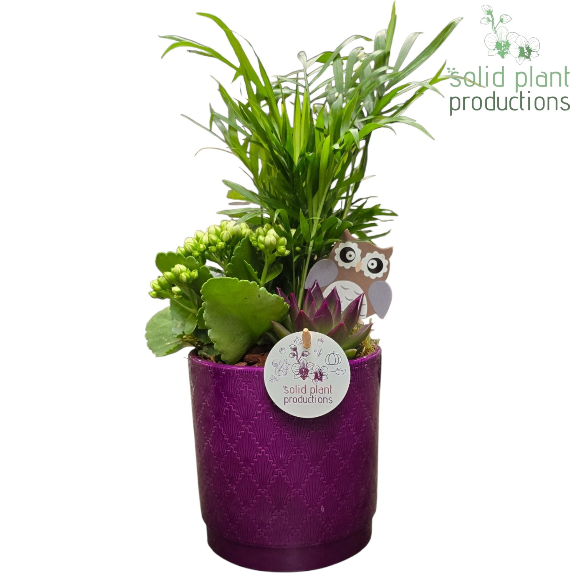 CE001 Amy Purple Echeveria 35cm 13cm Pot