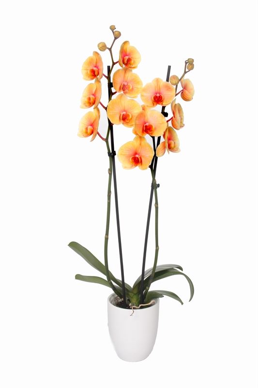 Phalaenopsis Hybrid 55cm 12cm Pot