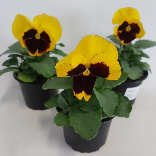 Viola Colossus Yellow with Blotch 15cm 9cm Pot