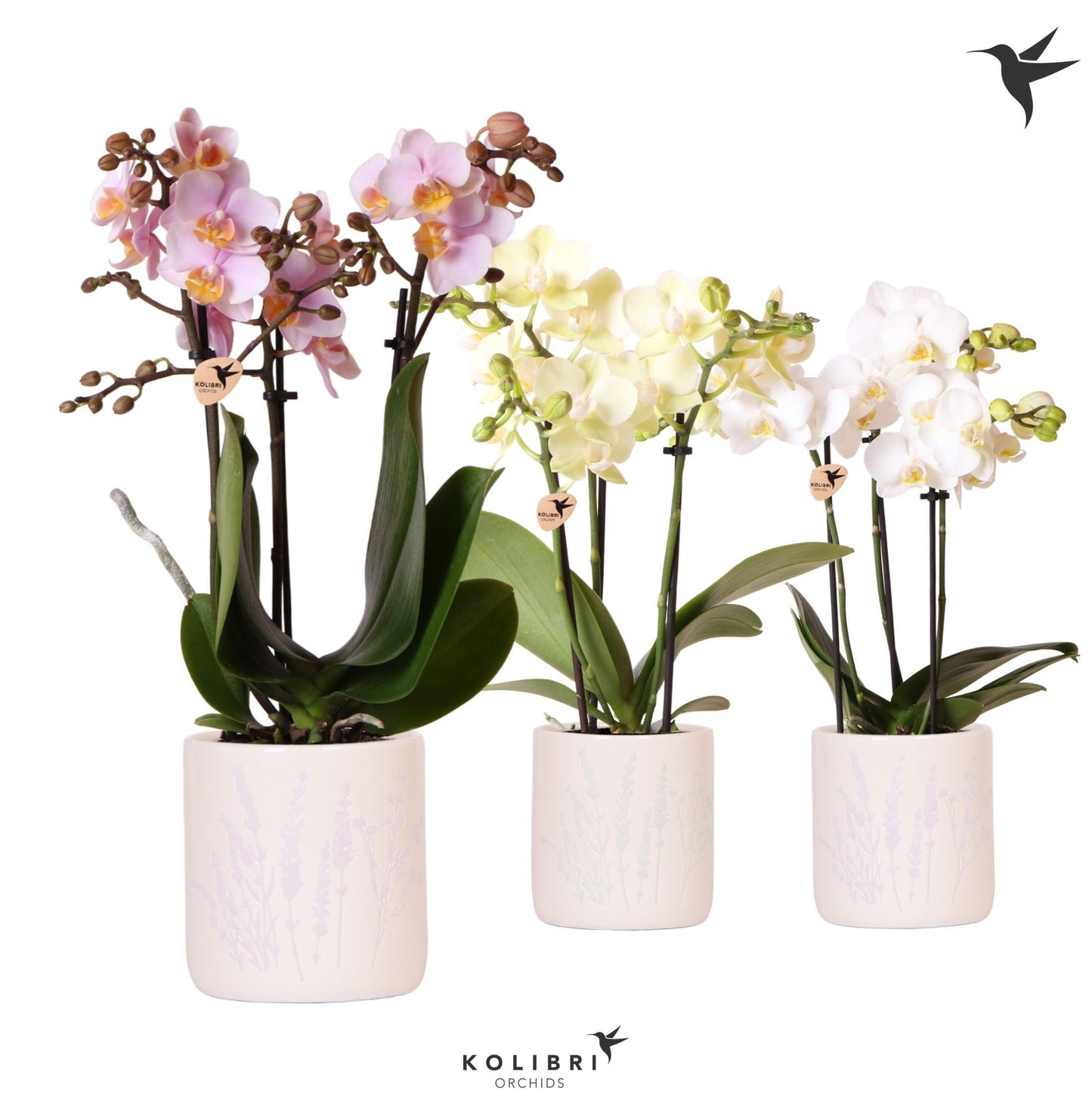 Kolibri Orchids Phalaenopsis mix 3 spike in Floral pot mix 40cm 9cm Pot
