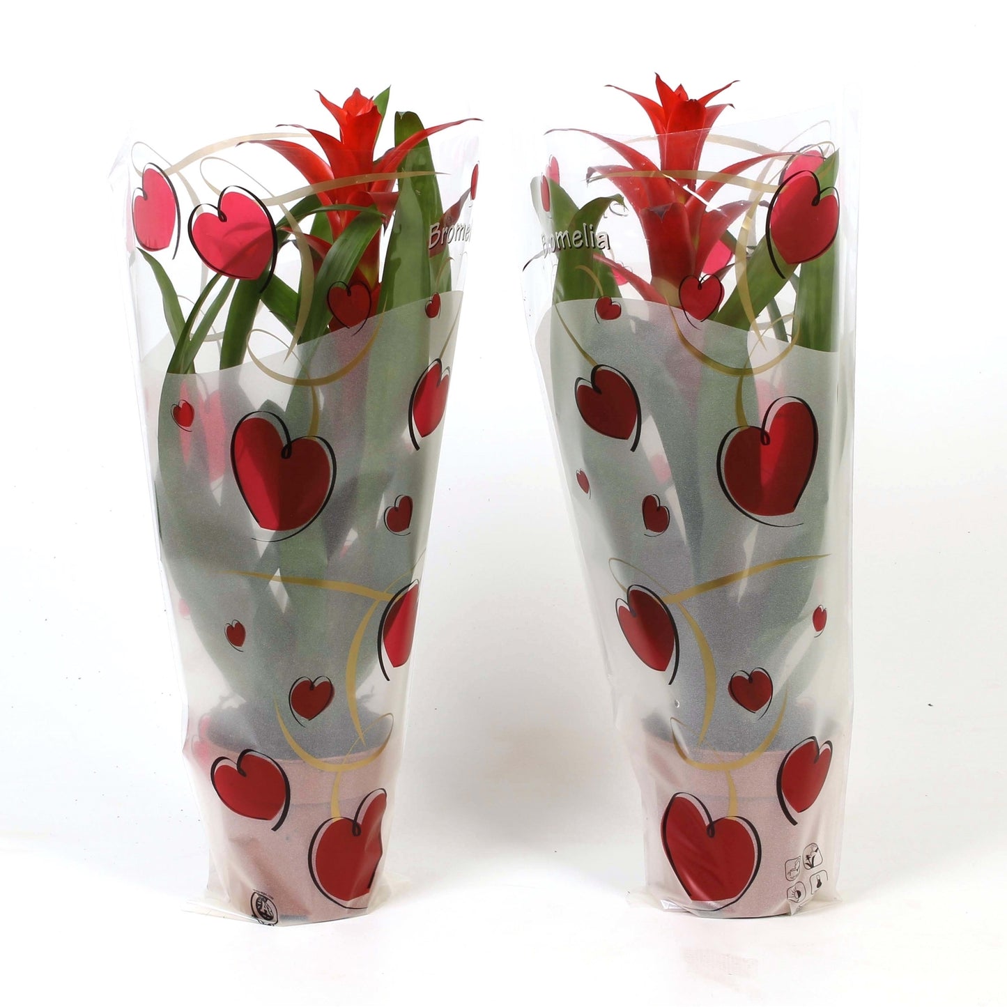 Best Bromelia Guzmania Pack of 10