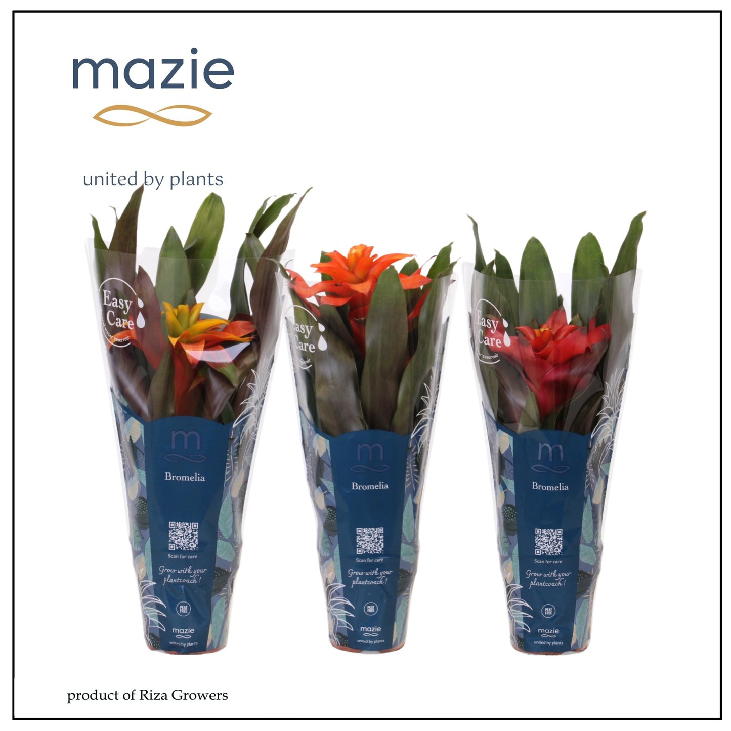 Guzmania mix 42cm 12cm Pot